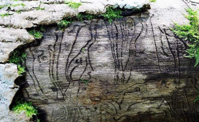 There Will Be No Other Forest – an exhibition as part of Up To Date Festival