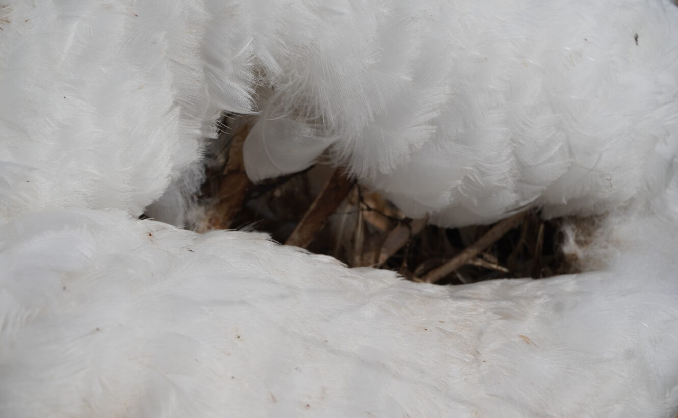 Artist-curator guided tour of the exhibitions: Katya Libkind. „To despair – To look” / Lesia Khomenko. “Fundamentally Indeterminate State”